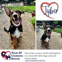 Thumbnail photo of Tyber #1