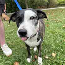 Thumbnail photo of Daisy #3