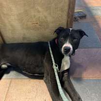 Thumbnail photo of Dante #1