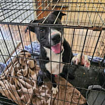 Thumbnail photo of Dante #2