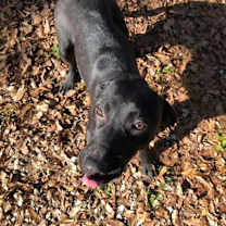 Thumbnail photo of Blackey #3