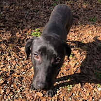 Thumbnail photo of Blackey #4