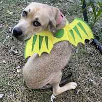 Thumbnail photo of Harley--Courtesy Listing #1