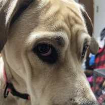 Thumbnail photo of Harley--Courtesy Listing #2