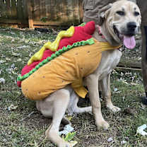 Thumbnail photo of Harley--Courtesy Listing #3