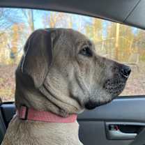 Thumbnail photo of Harley--Courtesy Listing #4