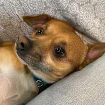 Thumbnail photo of Oscar #3