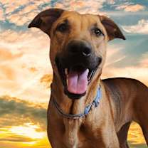adopt-pet