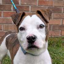 Thumbnail photo of Dex #1