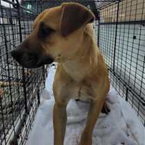 adopt-pet