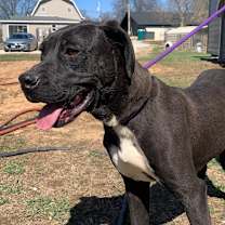 Thumbnail photo of Moo #1