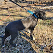 Thumbnail photo of Moo #4