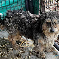 Thumbnail photo of Ash #3