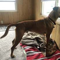 Thumbnail photo of ROMEO #4