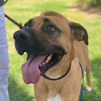 Thumbnail photo of ROMEO #1