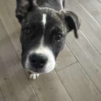adopt-pet