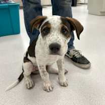 Thumbnail photo of Scooby #3