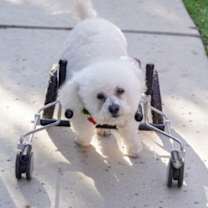 Thumbnail photo of Dexter #453 #4