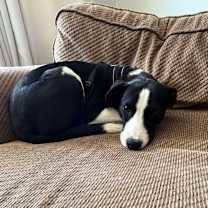 Thumbnail photo of Binx #2