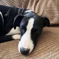 Thumbnail photo of Binx #3