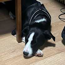 Thumbnail photo of Binx #4