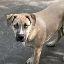 Thumbnail photo of Snuggles #4