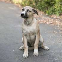 Thumbnail photo of Bowie #2