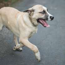 Thumbnail photo of Bowie #3