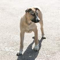 Thumbnail photo of Bowie #4