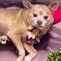 Thumbnail photo of Michelangelo   *A PRIORITY PET #1