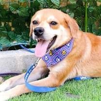 adopt-pet