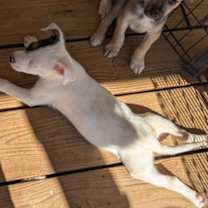 Thumbnail photo of Mitchell #4