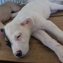 Thumbnail photo of Mitchell #3