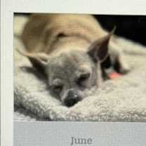 adopt-pet