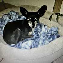 adopt-pet