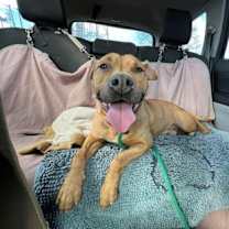 Thumbnail photo of Koa #2