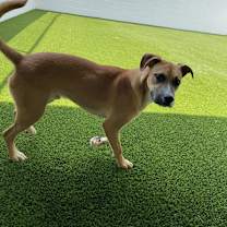 Thumbnail photo of Big Brownie 7593 #3