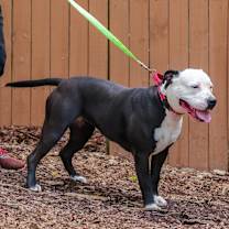 Thumbnail photo of Candy #4