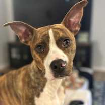 Thumbnail photo of Kale #1