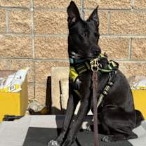 Thumbnail photo of Amelia #1