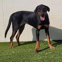 Thumbnail photo of Funyon #3