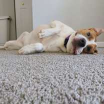 Thumbnail photo of Murphy (in foster) #2
