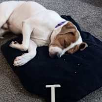 Thumbnail photo of Murphy (in foster) #3