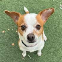 adopt-pet