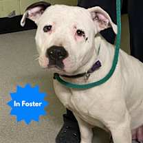 Thumbnail photo of ELOISE #1