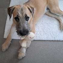 adopt-pet