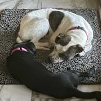 adopt-pet