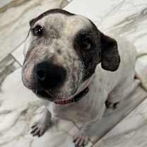 Thumbnail photo of Cervi #2