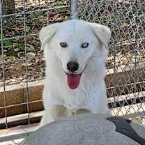 Thumbnail photo of Baxter #1