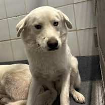 Thumbnail photo of Baxter #2